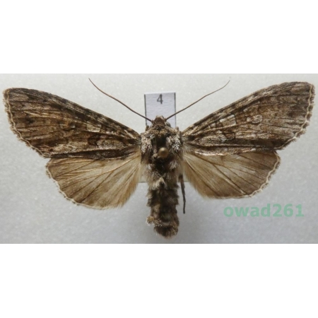 Polia nebulosa (Hufnagel, 1766) Czech4
